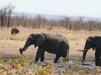 Marion, Romane South Africa 2014 (14 of 19) : KNP Pharlaborwa, Marion visit